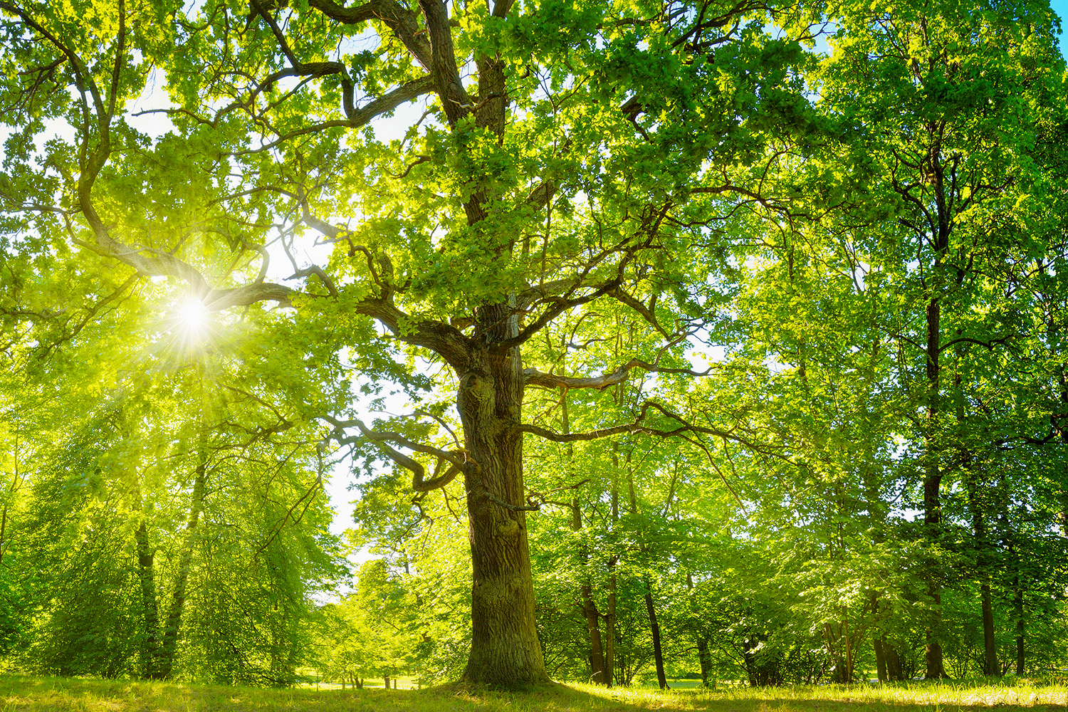 Eichenbaum mit tollem Sonnenlicht
