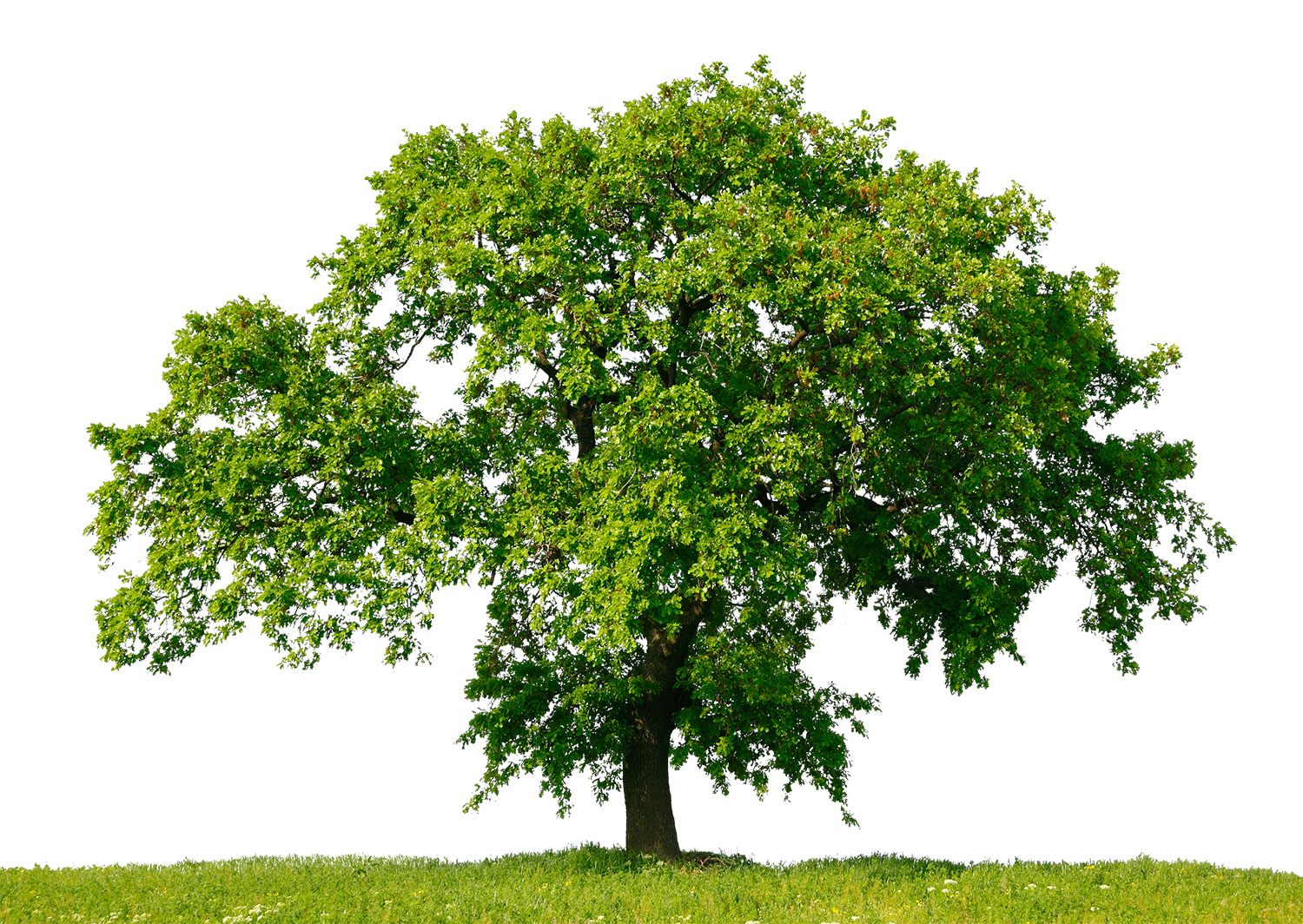 Eichebaum auf Wiese ohne Hintergrund